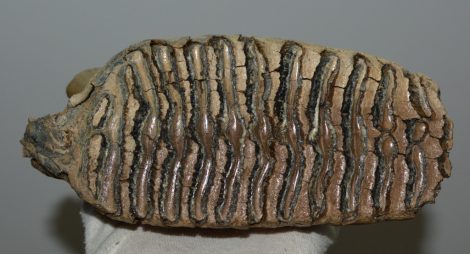 Mammuthus primigenius tooth (1385 grams) Mammuthus primigenius tooth (1385 grams)