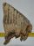 Mammuthus primigenius tooth (1385 grams) Mammuthus primigenius tooth (1385 grams)