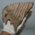 Mammuthus primigenius tooth (1385 grams) Mammuthus primigenius tooth (1385 grams)