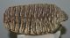 Mammuthus primigenius tooth (1385 grams) Mammuthus primigenius tooth (1385 grams)