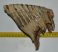Mammuthus primigenius tooth (1385 grams) Mammuthus primigenius tooth (1385 grams)