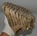 Mammuthus primigenius tooth (1385 grams) Mammuthus primigenius tooth (1385 grams)