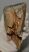 Mammuthus primigenius tooth (1385 grams) Mammuthus primigenius tooth (1385 grams)