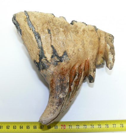 Mammuthus primigenius tooth (947 grams) Woolly mammoth molar  SOLD (LL B) 06