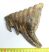 Mammuthus primigenius fog (947 gramm) gyapjas mamut  ELFOGYOTT (LL B) 06