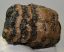 Mammuthus sp. részleges fog (953 gramm)