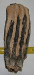 Elephas antiquus részleges fog (1113 gramm)