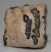 Elephas antiquus részleges fog (1113 gramm)