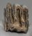 Elephas antiquus részleges fog (1113 gramm)