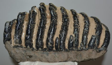 Mammuthus meridionalis partial tooth (4281 grams) Mammuthus meridionalis partial tooth (4281 grams)
