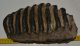 Mammuthus meridionalis partial tooth (4281 grams) Mammuthus meridionalis partial tooth (4281 grams)