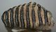Mammuthus meridionalis partial tooth (4281 grams) Mammuthus meridionalis partial tooth (4281 grams)
