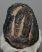 Mammuthus meridionalis partial tooth (4281 grams) Mammuthus meridionalis partial tooth (4281 grams)