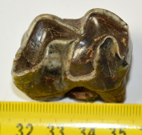 Miocén korú részleges alsó orrszarvú fog