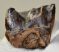 Miocene age Rhinoceros partial lower tooth