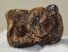 Miocén korú részleges alsó orrszarvú fog