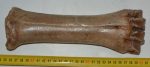  Bison priscus metacarpus bone (254 mm)