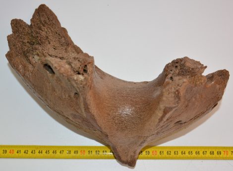 Mammuthus sp. részleges állkapocs (2855 gramm)