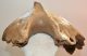 Mammuthus sp. partial jaw (2855 grams) SOLD (RT) 08