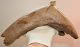 Mammuthus sp. partial jaw (2855 grams) SOLD (RT) 08