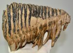 Mammuthus primigenius tooth (185 mm) Woolly Mammoth