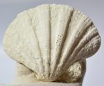   Gigantopecten nodosiformis kagyló kövület Zebegény közeléből