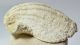 Gigantopecten nodosiformis kagyló kövület Zebegény közeléből