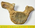   Beluga részleges csigolya csont (191 mm) Delphinapterus leucas