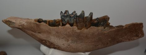 Coelodonta antiquitatis gyapjas orrszarvú rlszleges állkapocs (423 mm)