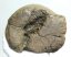Mammuthus meridionalis astragalus csont (2286 gramm)