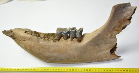  Woolly Rhinoceros partial jaw (2138 grams) Coelodonta antiquitatis