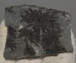 Annularia stellata fossil from Spain