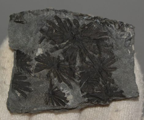 Annularia stellata levél lenyomat Spanyolországból