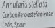 Annularia stellata levél lenyomat Spanyolországból