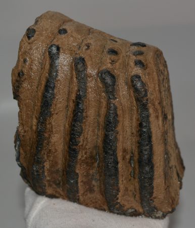 Mammuthus meridionalis részleges fog (1831 gramm)