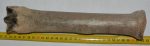 Equus sp. metatarsal bone (293 mm)