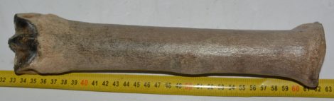 Equus sp. metatarsal bone (293 mm)