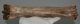Equus sp. metatarsal bone (293 mm)