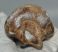 Equus sp. metatarsal bone (293 mm)