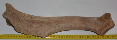 Megaloceros giganteus részleges agancs (413 mm)