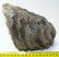 Mammuthus sp. részleges fog (1316 gramm)