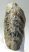 Mammuthus sp. részleges fog (1316 gramm)