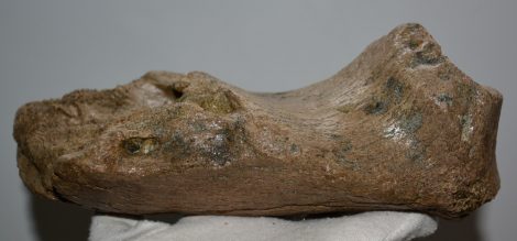 Mammuthus cf. meridionalis részleges állkapocs csont (1941 gramm)
