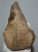 Mammuthus cf. meridionalis részleges állkapocs csont (1941 gramm)
