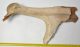 Megaloceros giganteus partial antler (540 mm)
