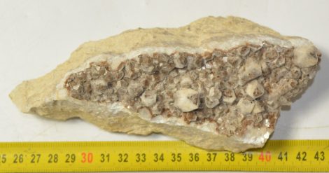 Kalcit ásvány a Cserhát hegységből Kalcit ásvány a Cserhát hegységből