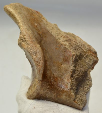 Gyapjas orrszarvú részleges ulna csont 