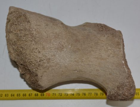 Mammuthus primigenius részleges medence csont 