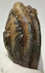   Mammuthus meridionalis partial tooth Southern mammoth (1150 grams)