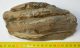 Mammuthus meridionalis partial tooth Southern mammoth (1150 grams)